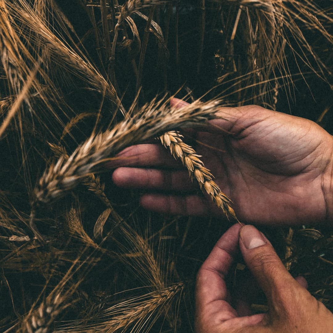 Foto de La Nueva Cosecha